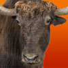 Chatter Yak!